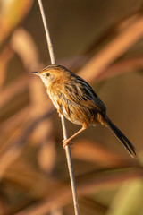Golden Headed Cisticola in Australia