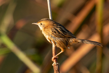 Golden Headed Cisticola in Australia