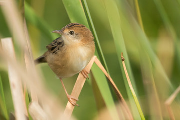 Golden Headed Cisticola in Australia