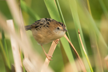 Golden Headed Cisticola in Australia