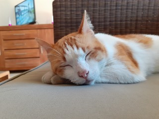 Cute Beautiful Male Red and White Colored Sleeping Cat on a Grey Couch
