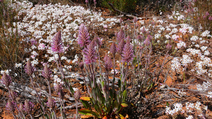 In spring endemic wildflowers of the Australian outback abloom - Mulla mulla in front of white everlasting daisies © Ines Porada