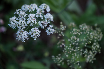 Plantes alpestres d'été