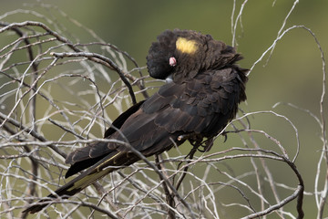 Yellow Tailed Black Cockatoo