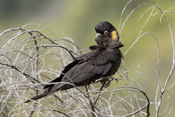 Yellow Tailed Black Cockatoo