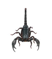 Scorpion isolated on white background with clipping path