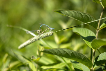 Plantes alpestres d'été