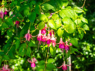 Fuchsia flower