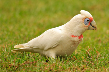 Long Billed Corella in Australia