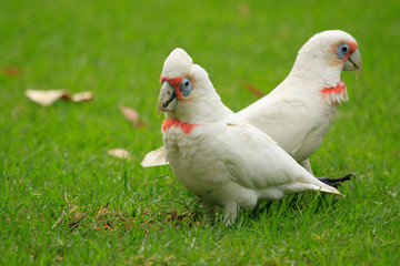 Long Billed Corella in Australia
