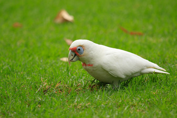 Long Billed Corella in Australia