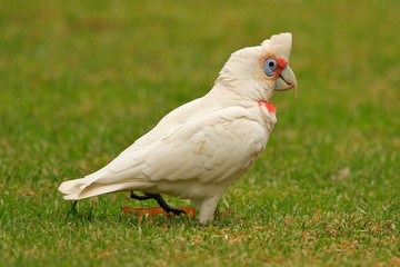 Long Billed Corella in Australia