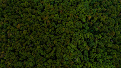 A forest, shot from above.