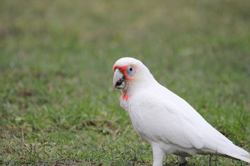 Long Billed Corella in Australia