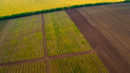 A rapeseed orchard near a bunch of fields, shot from above.