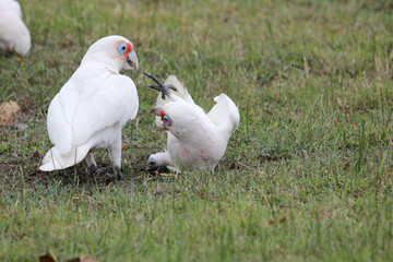 Long Billed Corella in Australia