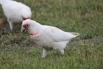 Long Billed Corella in Australia
