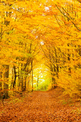 Golden fall forest hiking trail going forward