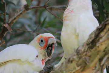Long Billed Corella in Australia