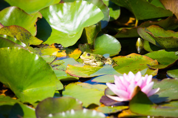 Frosch im Gartenteich