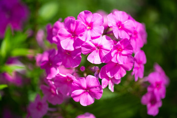 Fototapeta na wymiar Gilliflower, pinkfarbene Blüte, Gartenarbeit