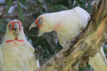 Long Billed Corella in Australia