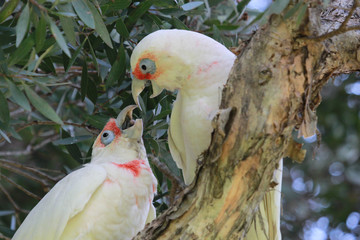 Long Billed Corella in Australia