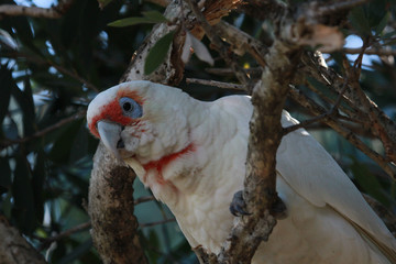 Long Billed Corella in Australia