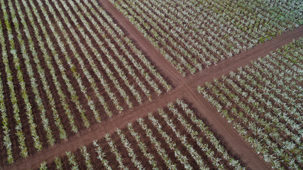 A flourishing apple orchard shot from above.