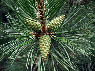  Photo of young pine cones that  shot closeup.