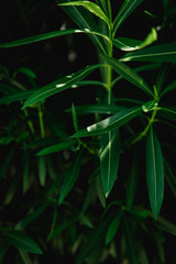 Fototapeta na wymiar Background of fresh green leaves. Green leaves pattern background, Natural background and wallpaper