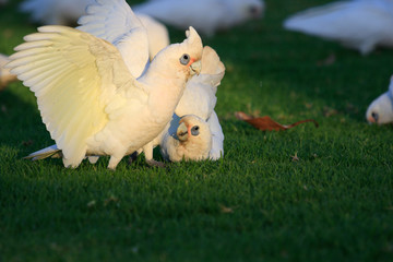Little Corella Cockatoo in Australia