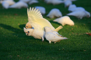 Little Corella Cockatoo in Australia