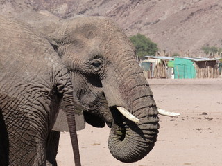 Elephant namibie