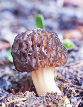 Black Morel Morchella elata mushroom forest floor