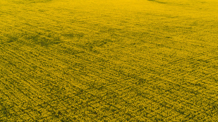 A large rapeseed orchard shot from above.