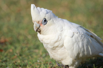 Little Corella Cockatoo in Australia