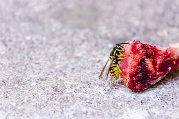 wasp eats fish meat. macro