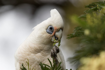 Little Corella Cockatoo in Australia