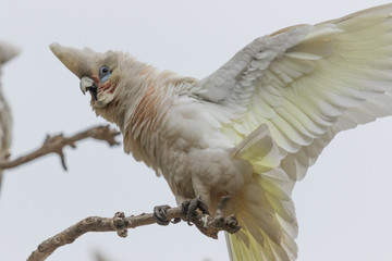 Little Corella Cockatoo in Australia