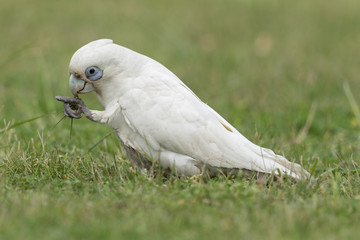 Fototapeta premium Little Corella Cockatoo in Australia