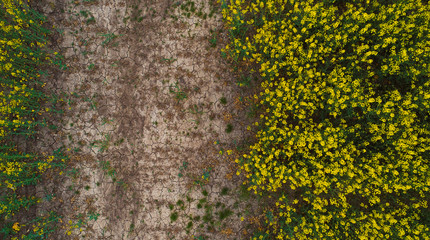 A road to the left of a rapeseed orchard, shot from above.