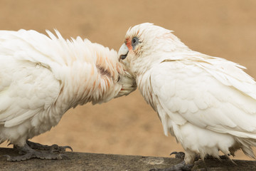 Little Corella Cockatoo in Australia