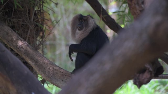 lion tailed macaque closeup animal forest nature green black shot with red camera