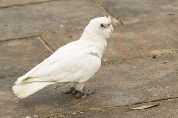Little Corella Cockatoo in Australia