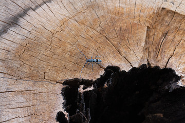Blue longhorn beetle with black spots standing on the tree log