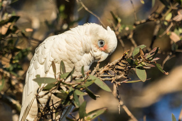 Little Corella Cockatoo in Australia