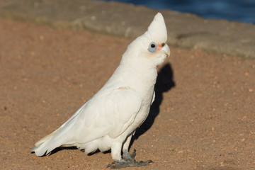 Little Corella Cockatoo in Australia