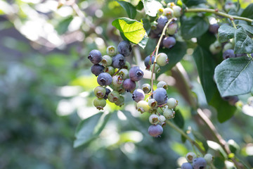 ブルーベリー農園