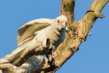 Little Corella Cockatoo in Australia
